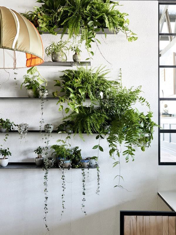 Ideas con plantas para darle un toque fresco a tu casa 4