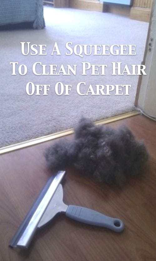 10 trucos infalibles a limpiar tu casa de los pelos de tu mascota 2