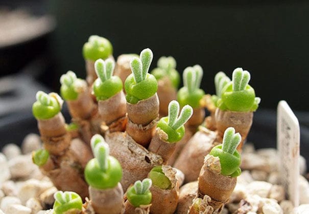 Plantas increíbles y súper tiernas que enloquecen la web 0