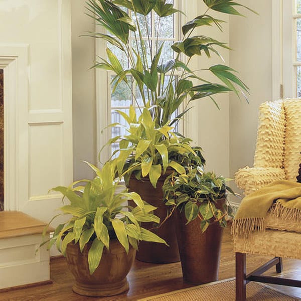 Ideas con plantas para darle un toque fresco a tu casa 1