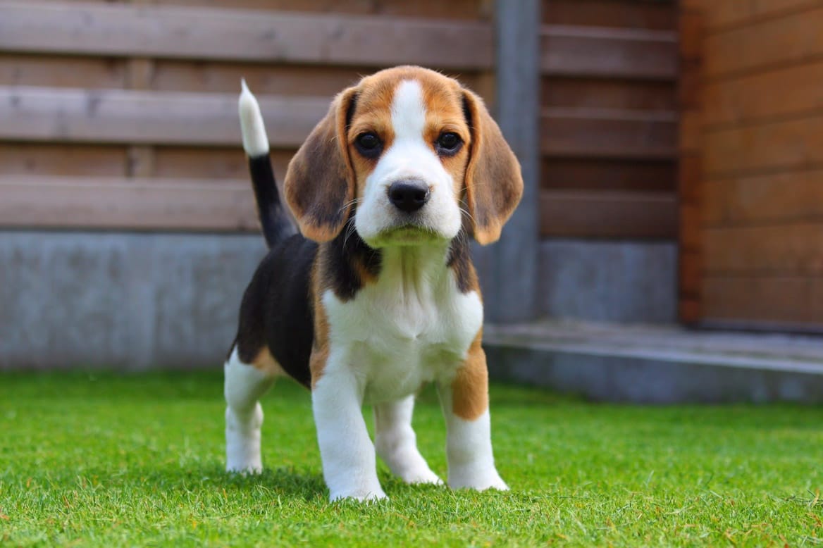 ¡Importante! Estos son los problemas de salud dependiendo la raza de tu mascota 2