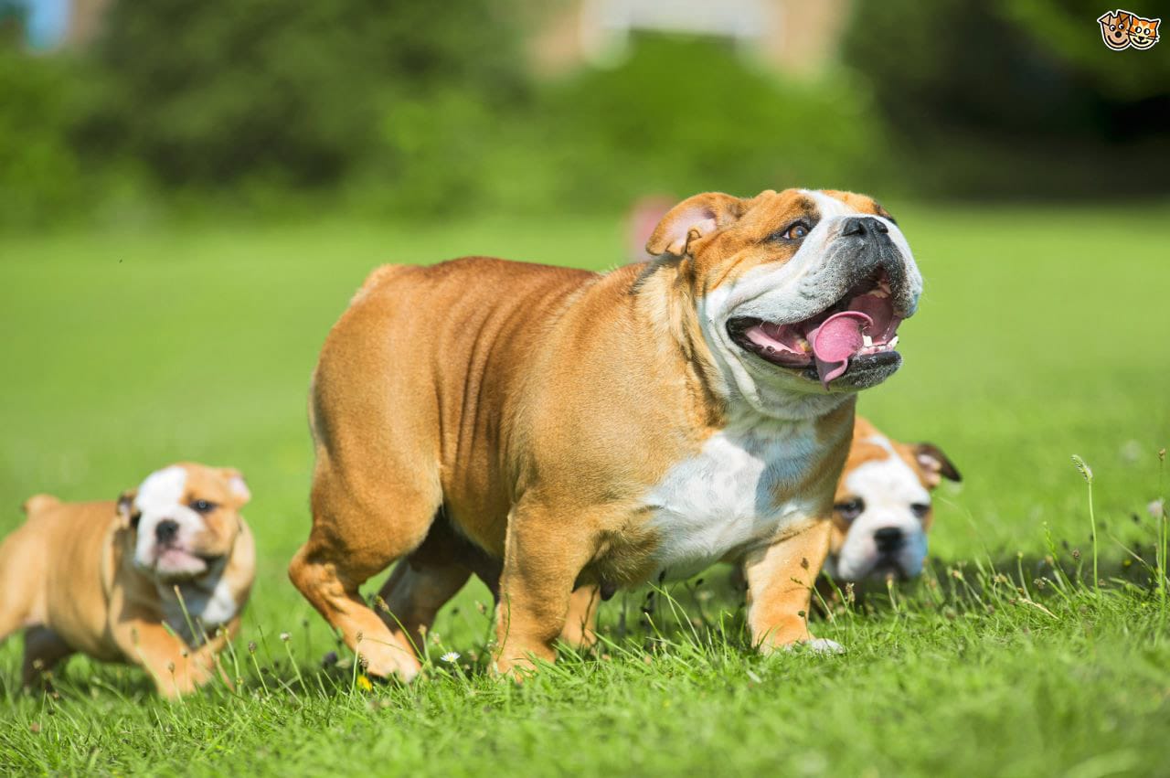 ¡Importante! Estos son los problemas de salud dependiendo la raza de tu mascota 3