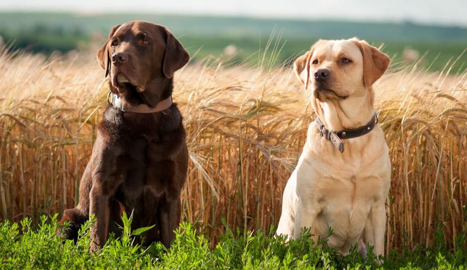 ¡Importante! Estos son los problemas de salud dependiendo la raza de tu mascota 5