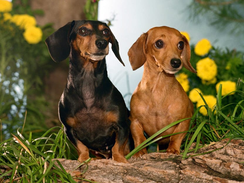 ¡Importante! Estos son los problemas de salud dependiendo la raza de tu mascota 7