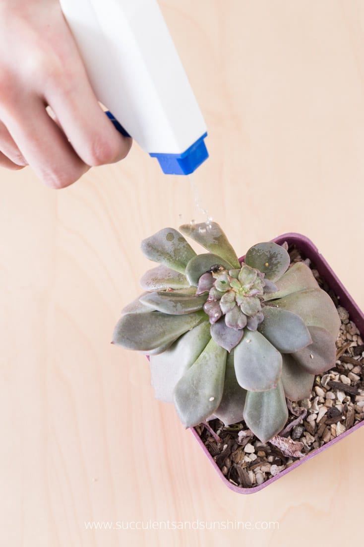 tips fáciles para prevenir las plagas en las plantas de interior