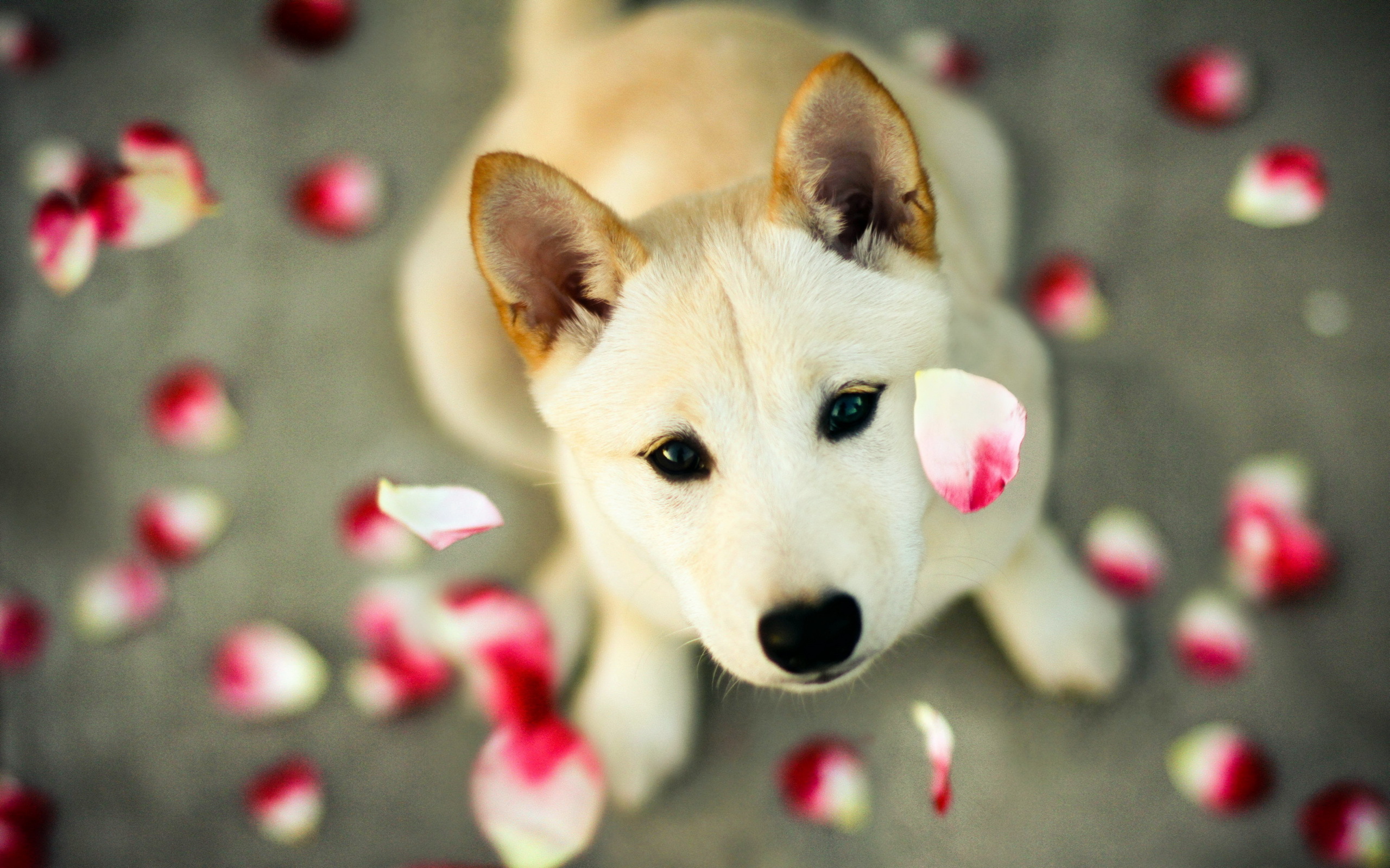 cute-pitbull-dog-wallpaper-widescreen