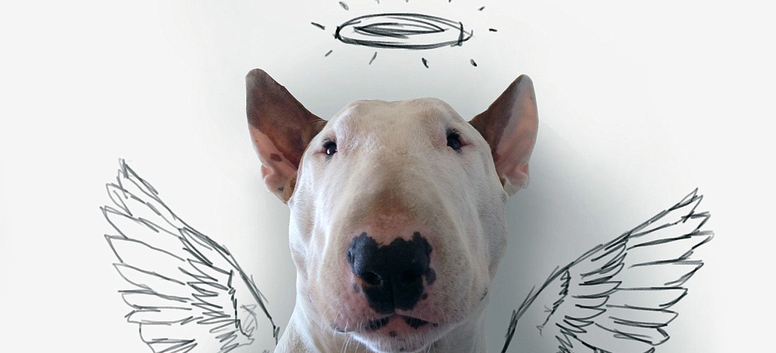 El bull terrier más aventurero, Jimmy Choo