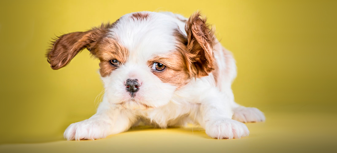 Sacudidas, estos perritos sí saben cómo hacerlo