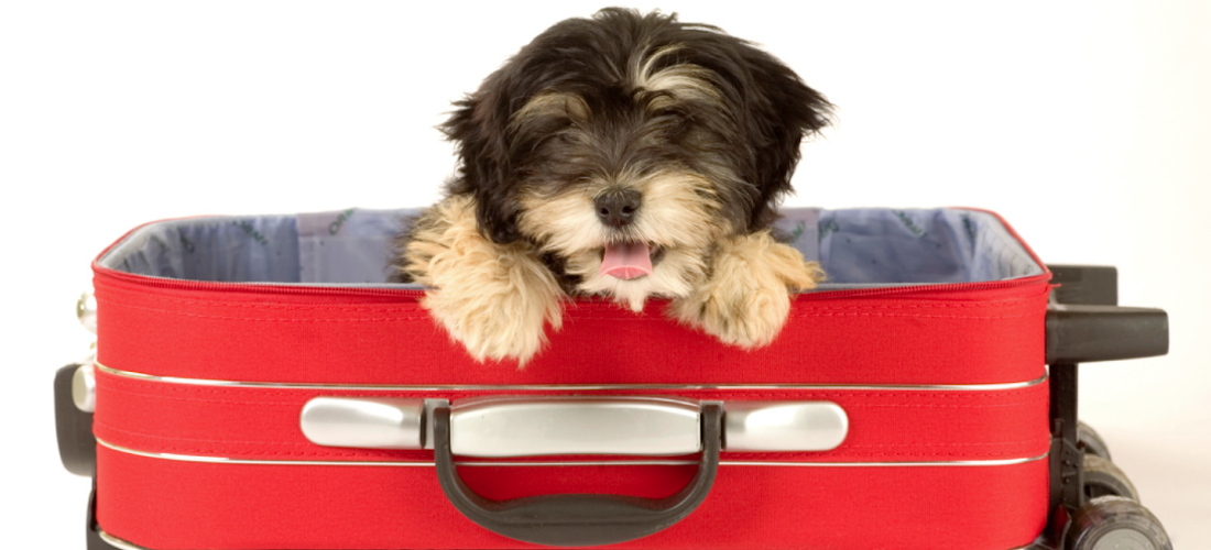 4 hoteles para dejar a tu perro en vacaciones
