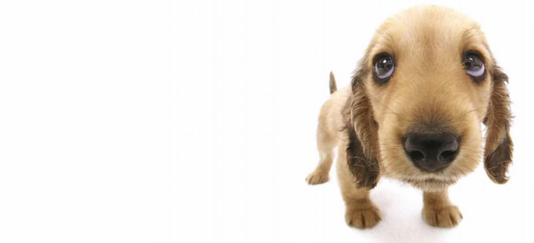 Animal Vitae: la primera plataforma digital de identidad para perros