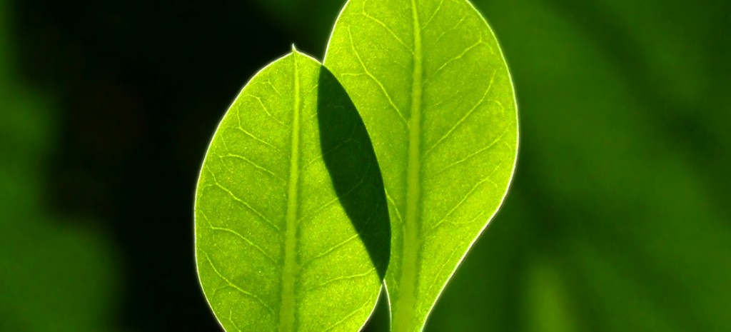 asiste-al-ecofest