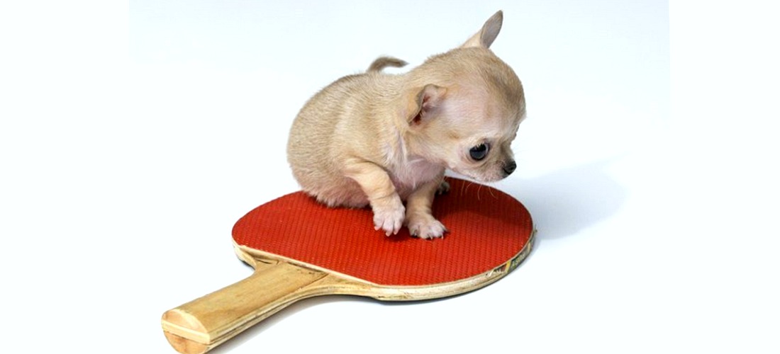 Toudi, el chihuahua más pequeño del mundo