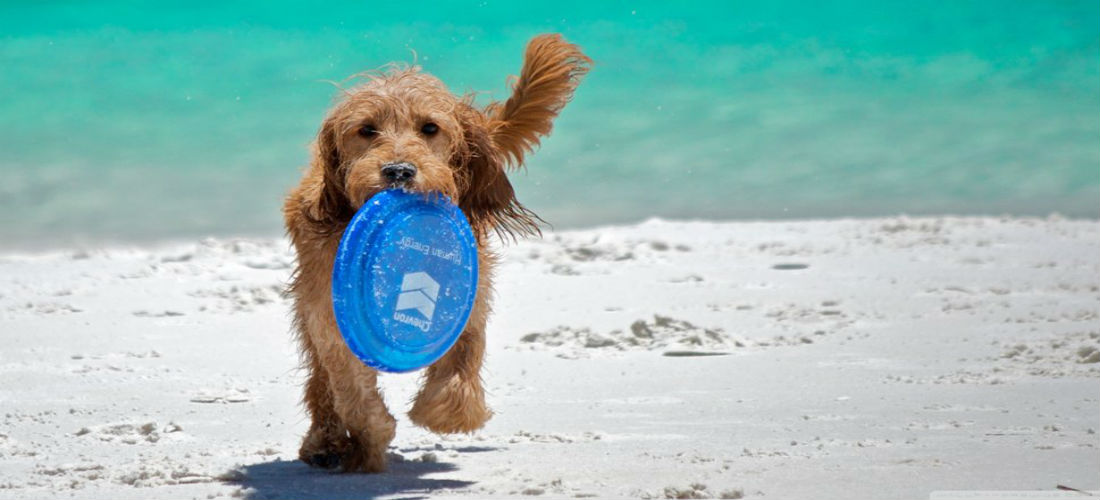 Tips: Cómo cuidar a tu perro en la playa