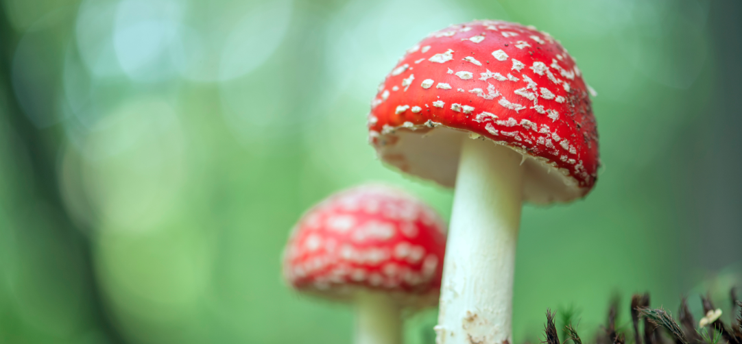5 propiedades de los hongos que seguro no sabías