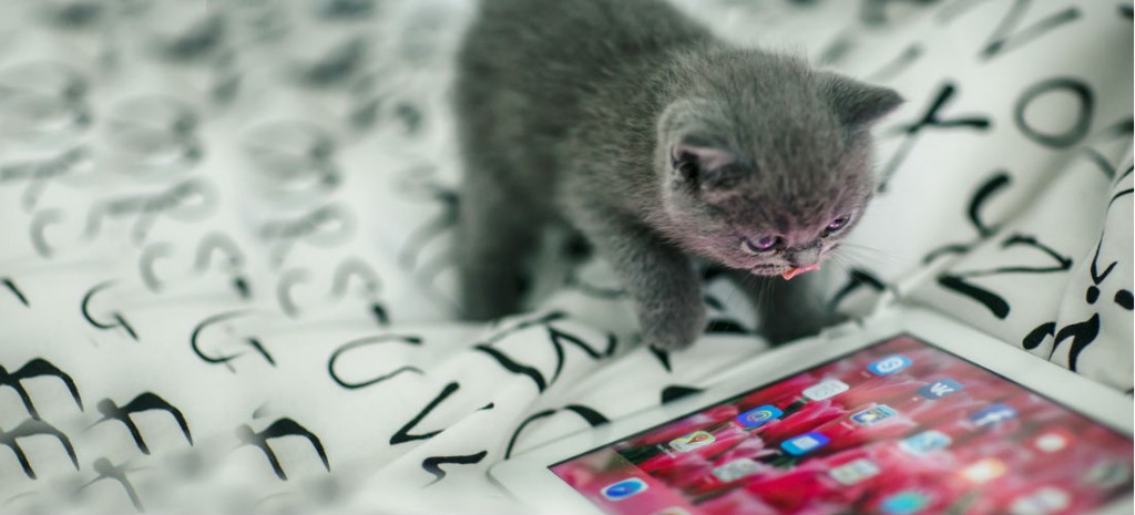Apps para gatos: ¡diviértete con tu mascota!