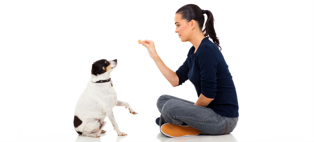 Top 10: Premios caseros saludables para perros