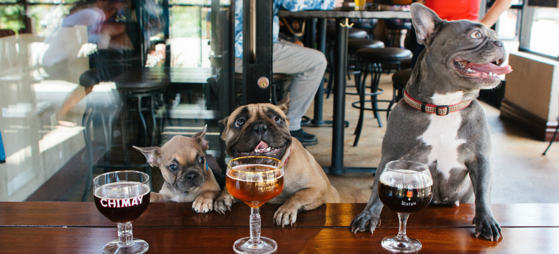 Restaurantes pet friendly en el DF que debes visitar