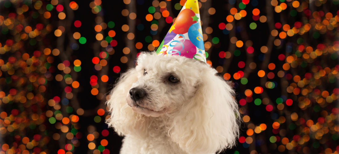 Ideas para festejar tu cumpleaños con tu perro