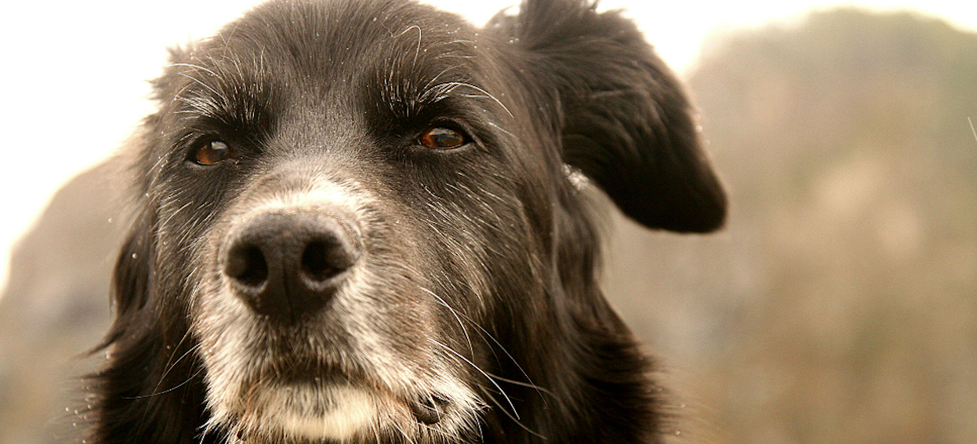 ¿Cuándo es momento de dormir a tu perro?
