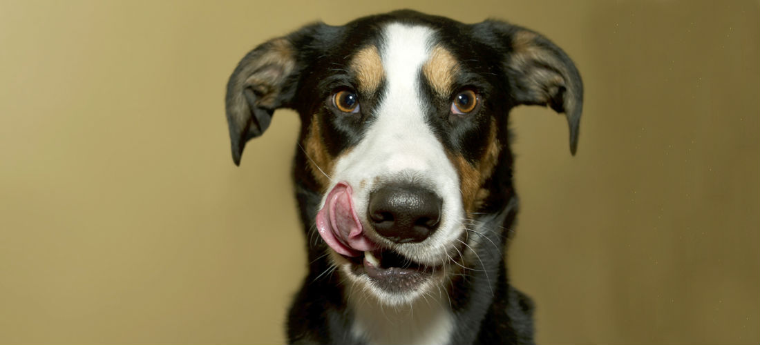 Cómo eliminar el mal aliento de tu perro