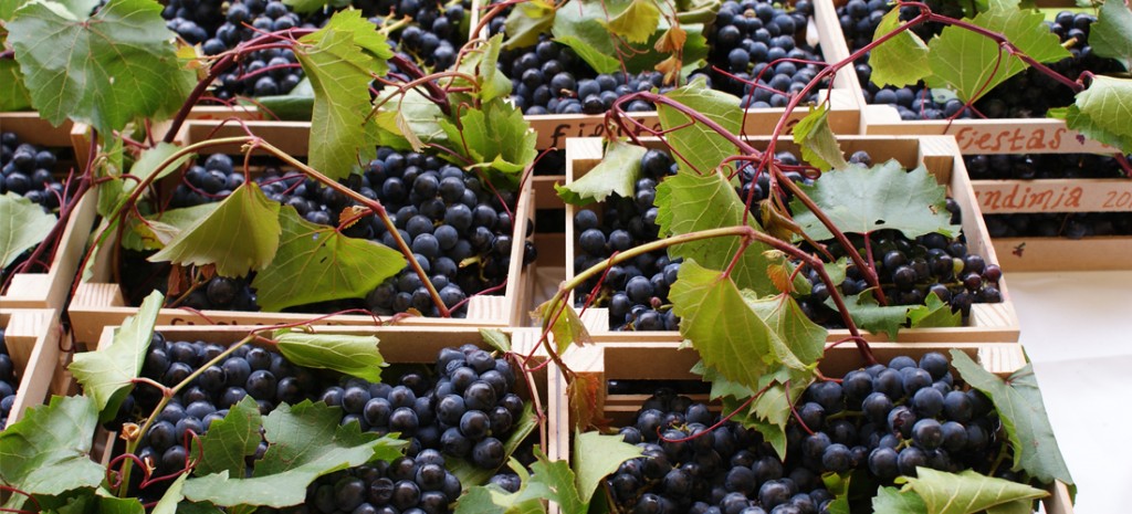 Tequisquiapan: Pueblo Mágico del vino y el queso