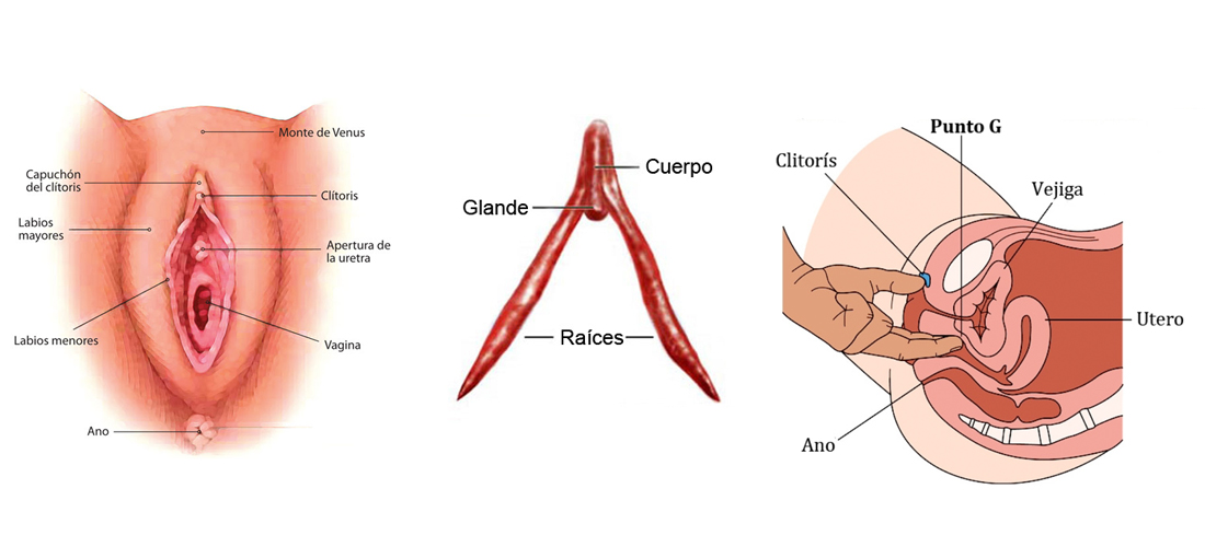 partes-de-la-vagina