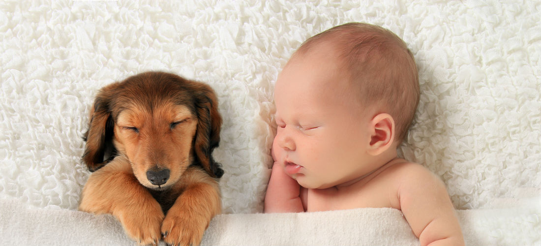 Los videos más tiernos de bebés con perros