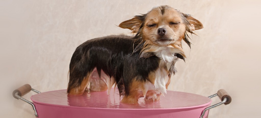 Mitos-y-respuestas-sobre-tu-mascota-