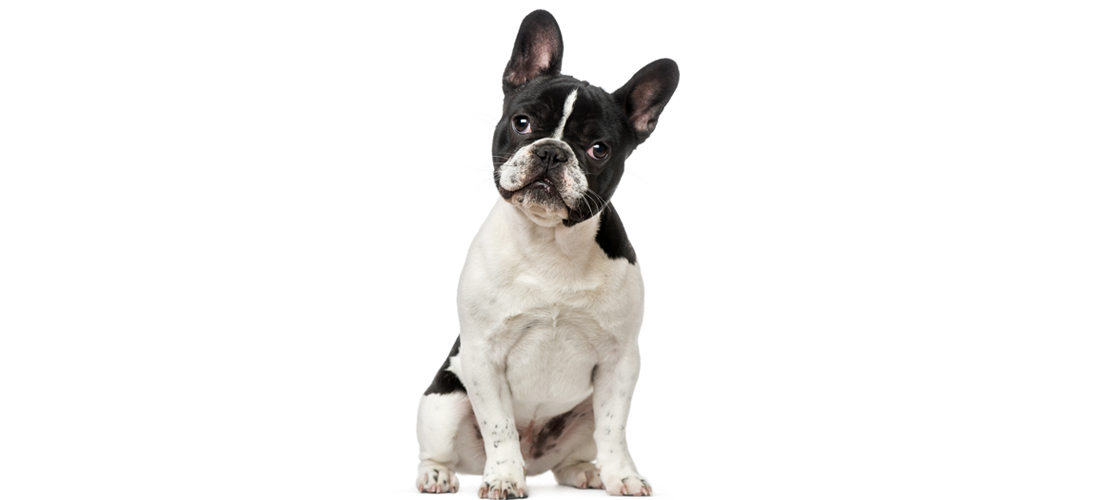 ¿Cuál es la edad real de tu perro?