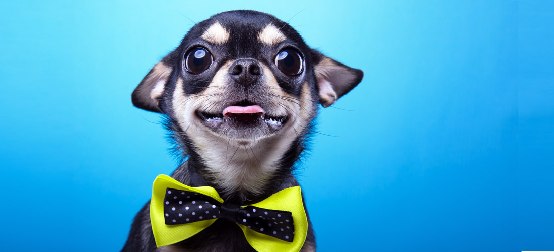 (VIDEO) Prepara un rico perfume casero para tu perrito