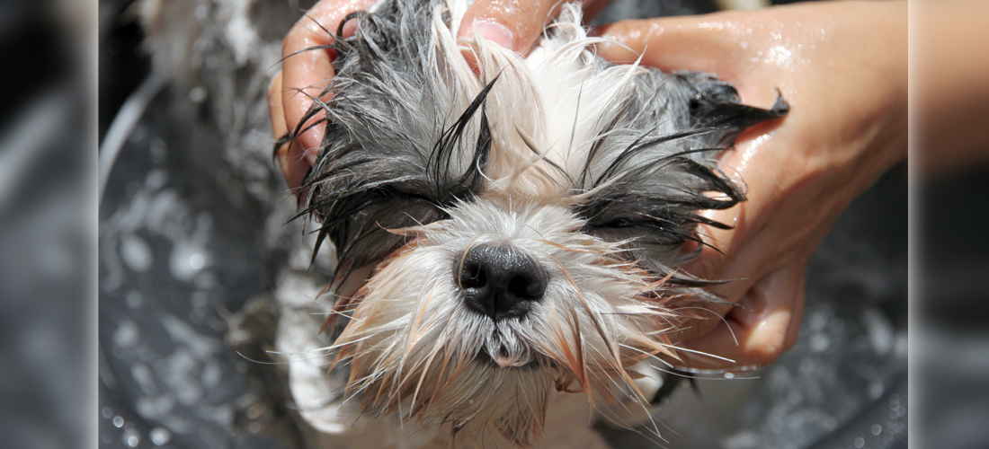 (VIDEO) Shampoo para perros con piel  irritada