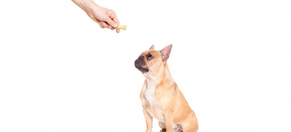 ¿Cómo hacer premios caseros para tu mascota? (RECETA)