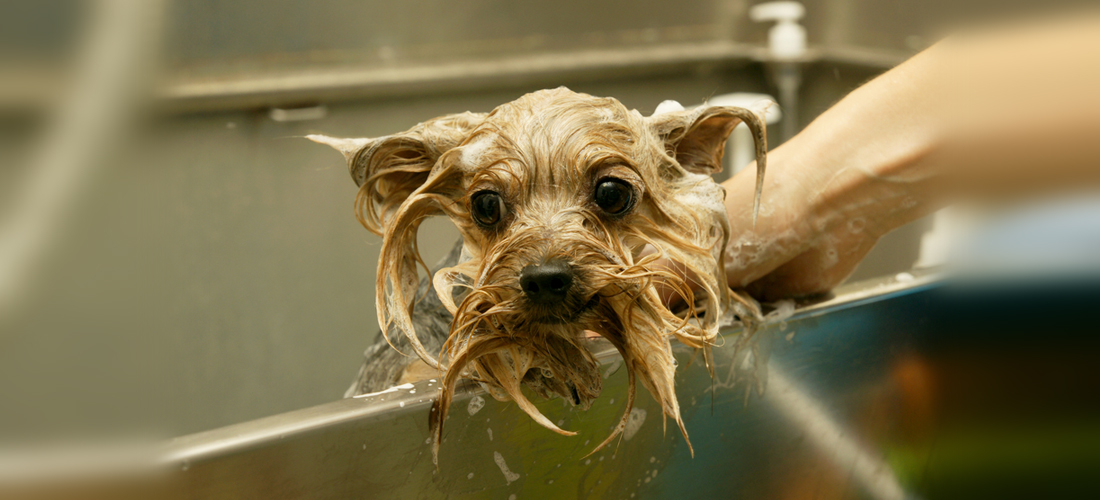 (VIDEO) Shampoo casero para perritos