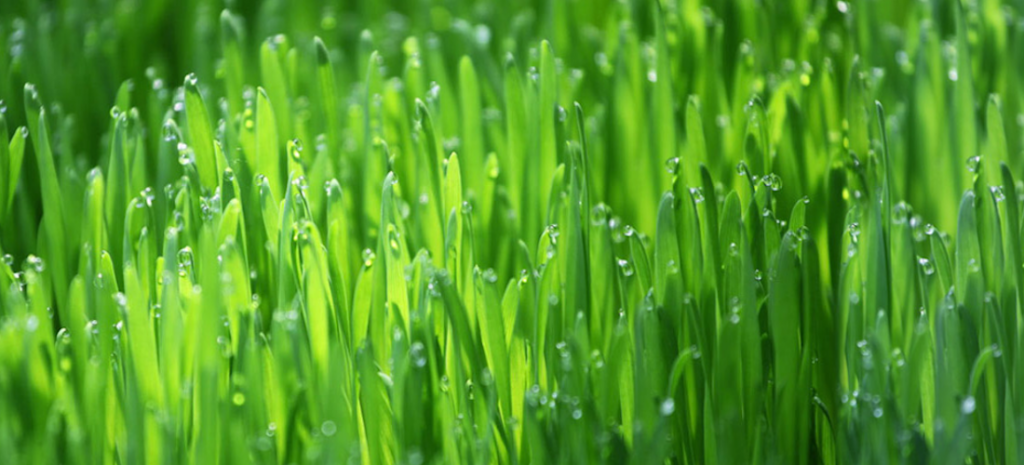 Conoce el wheatgrass: el oro verde de la nutrición