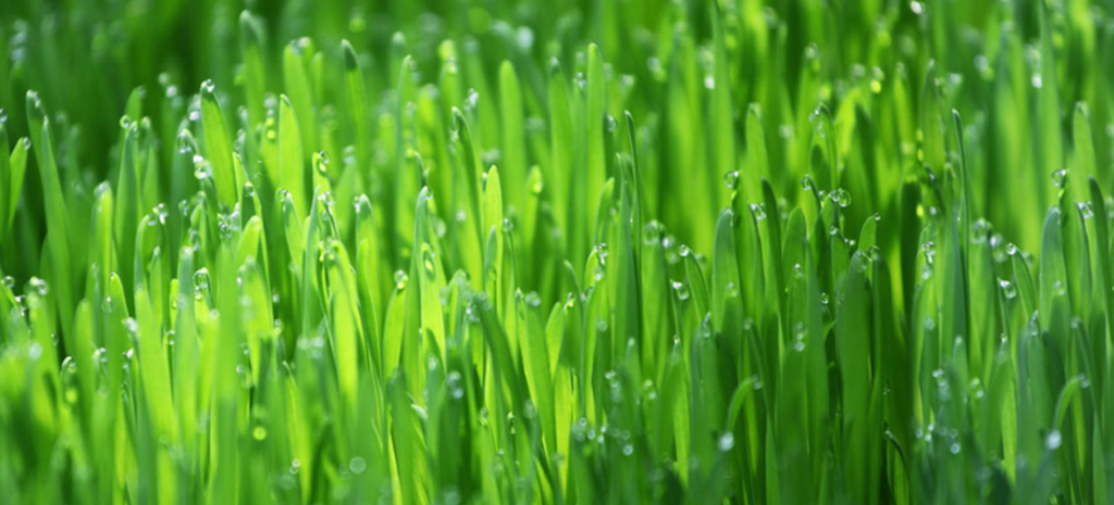 conoce-el-wheatgrass