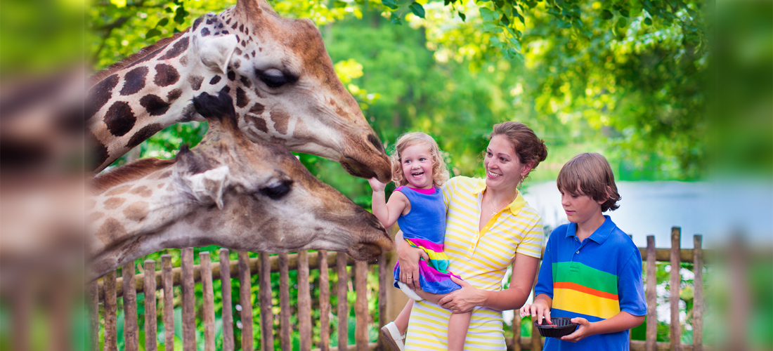 Los mejores zoológicos para visitar en famila