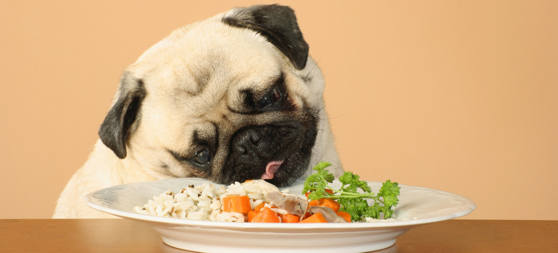 ¿Cuáles son los alimentos tóxicos para tu mascota?