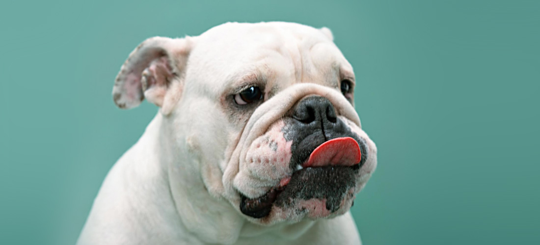 10 frases para tu mejor amigo, tu perro