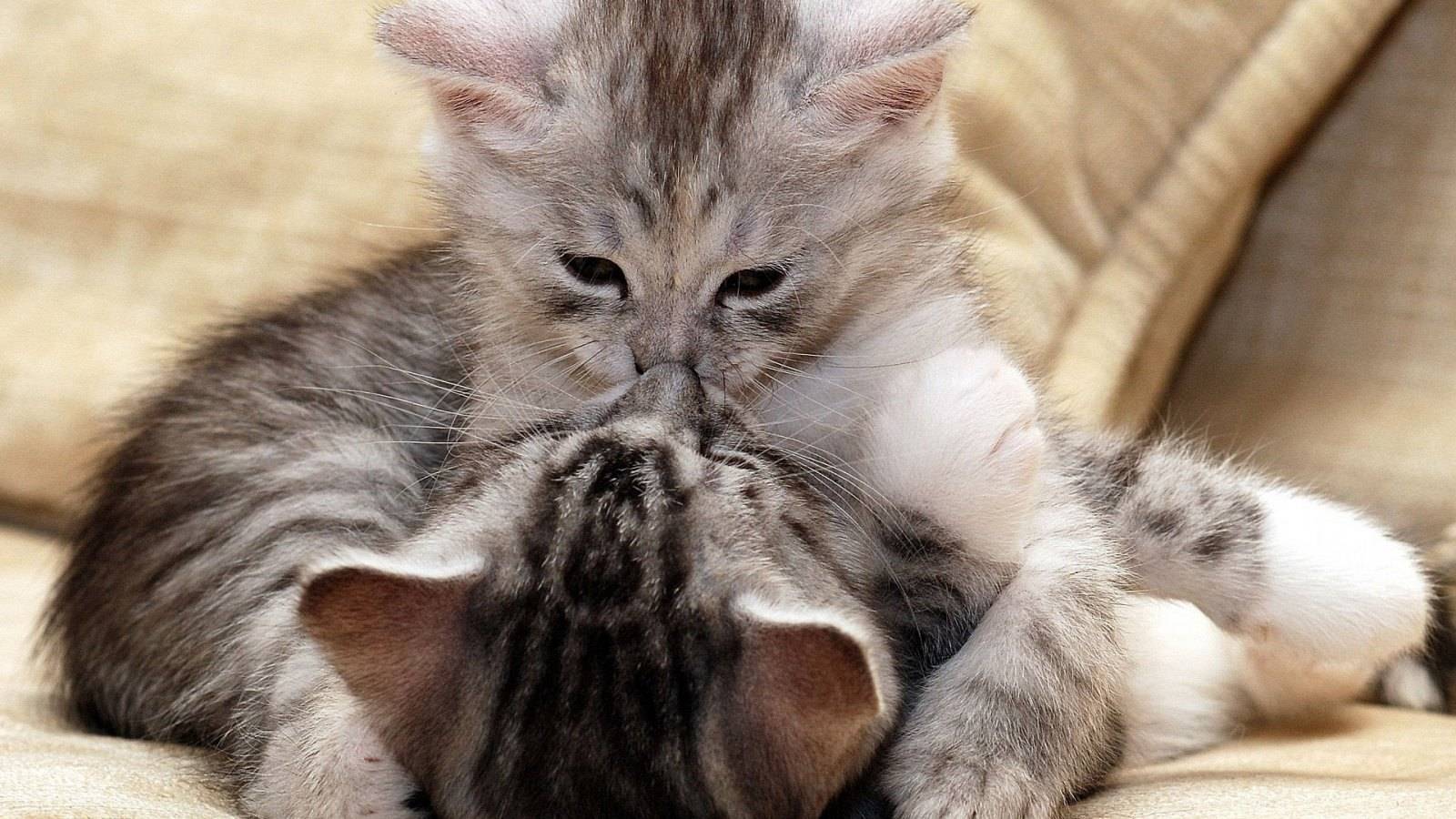cats-cat-love