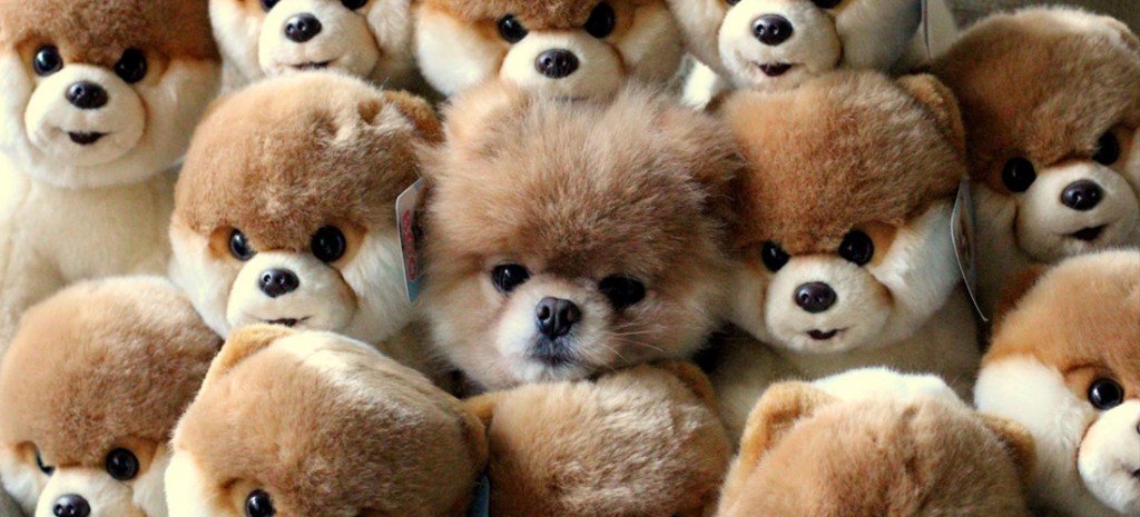 Perritos que parecen de peluche