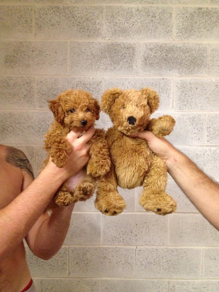 poodle-teddy-bear