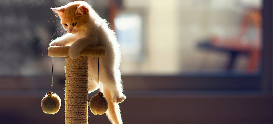 Tips que harán tu vida y la de tu gato más sencilla