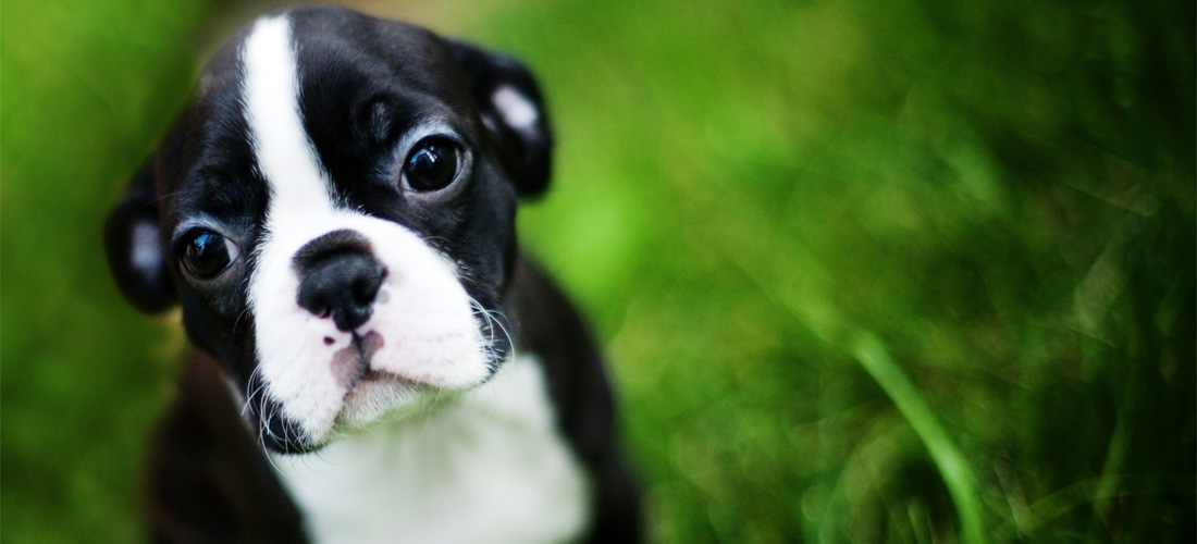 Conoce el lenguaje de tu perrito