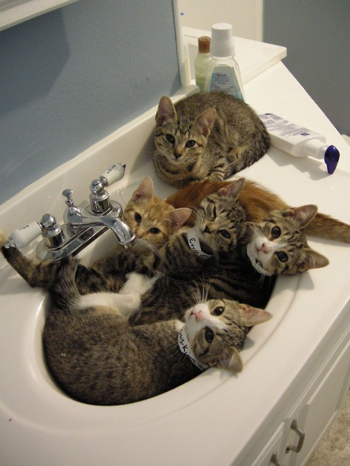 the-world_s-top-10-best-images-of-cats-in-sinks-3