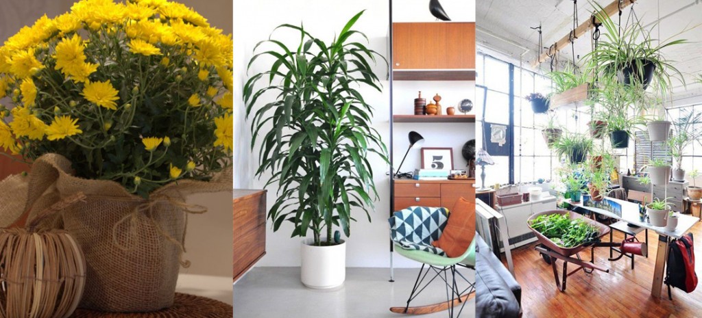 5-plantas-que-limpian-el-aire-de-tu-casa-y-requieren-el-mínimo-cuidado