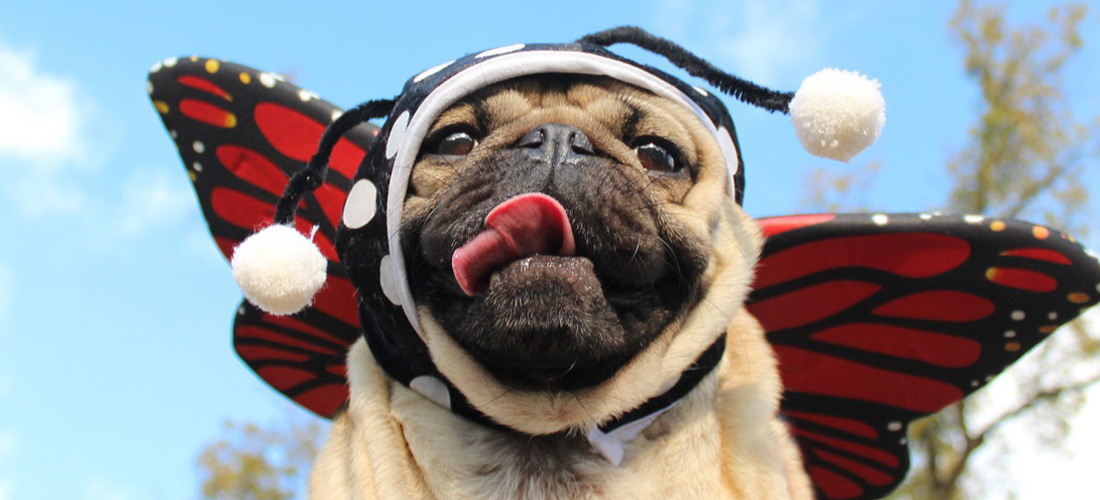 Conoce al Pug más gracioso del mundo
