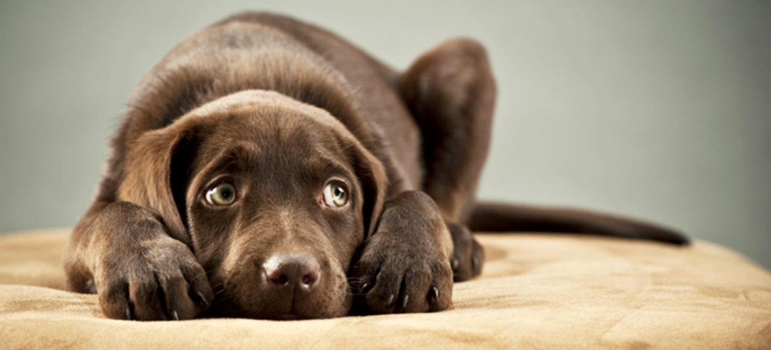 Tips para mascotas durante un sismo