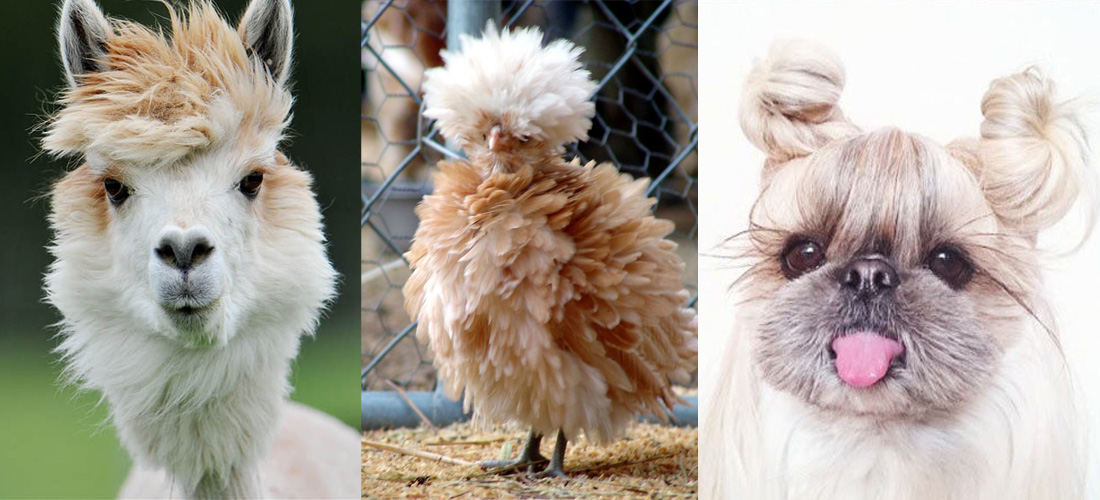 10 animales con cabello sorprendente