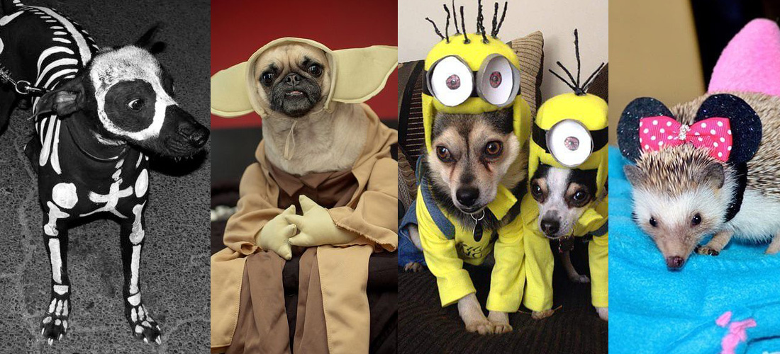 Halloween: Los mejores disfraces para tu mascota