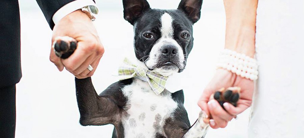 Fotos para incluir a tu perrito el día de tu boda